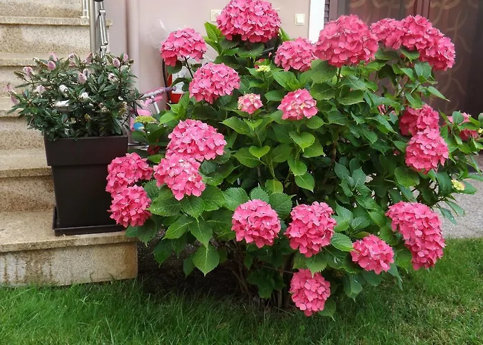 公寓 亚索度假公寓式酒店 奥林匹亚达